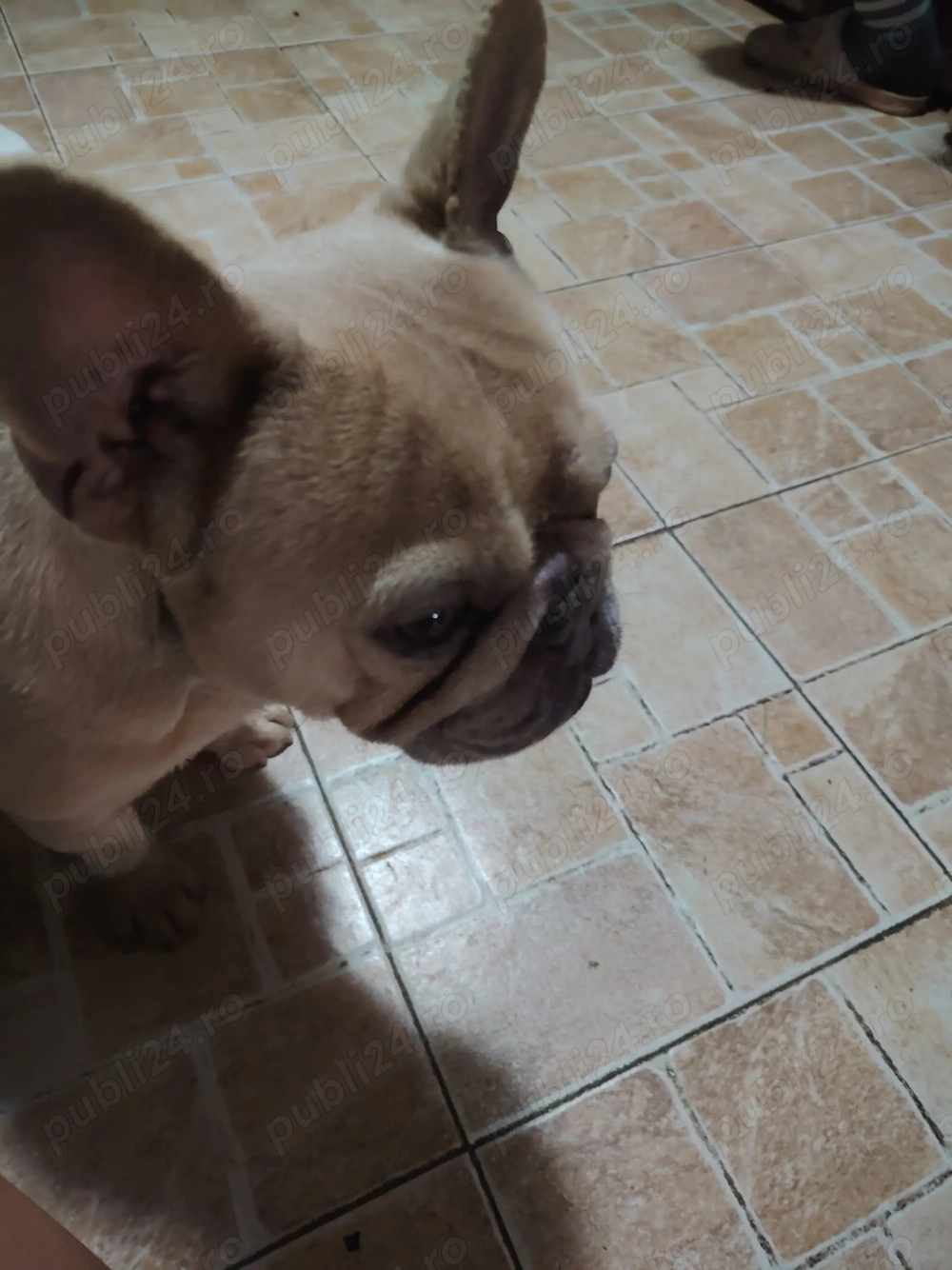 Disponibil mascul de bulldog francez foarte frumos 