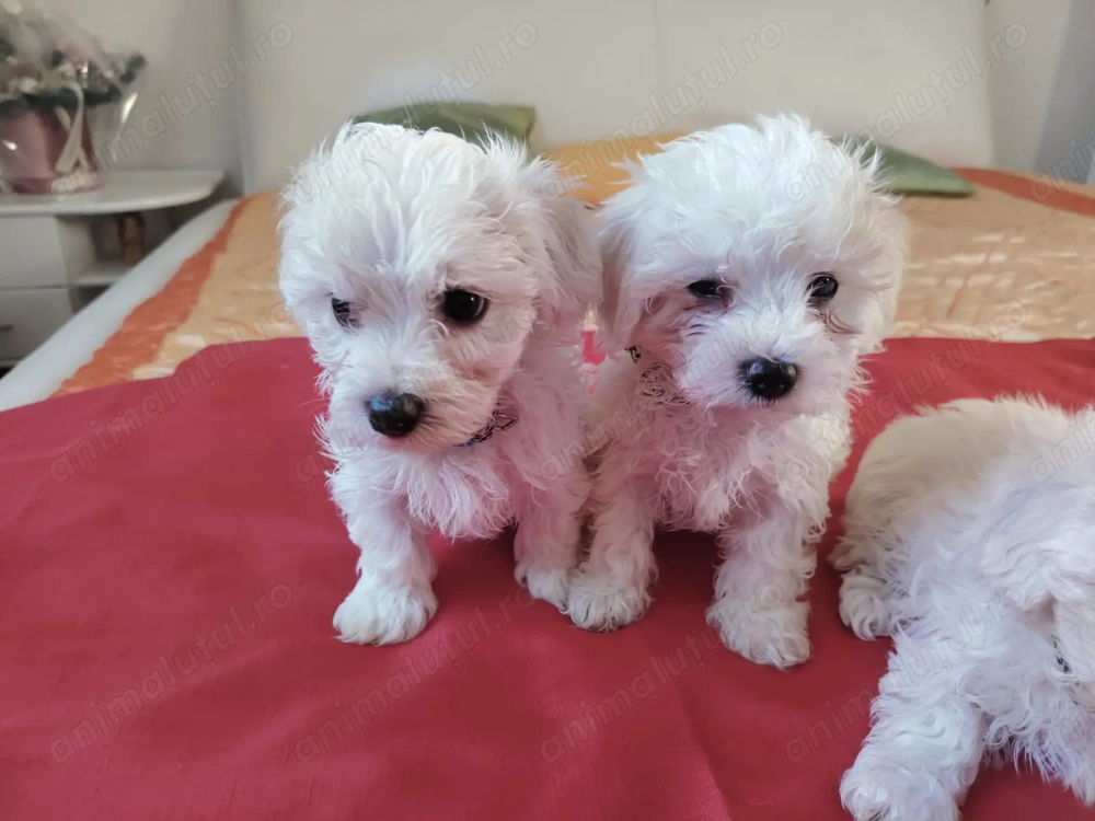 Bichoni maltese mini toy