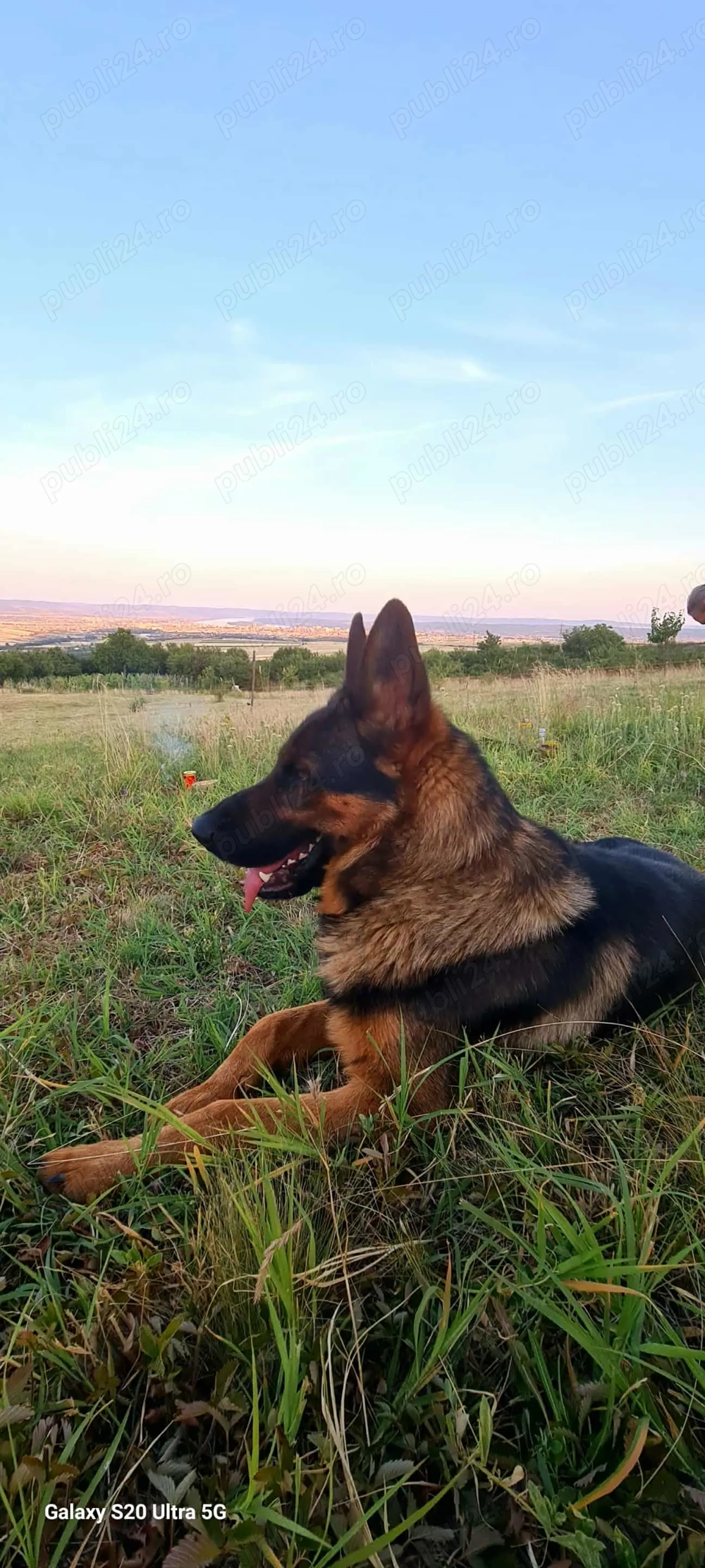 Ciobanesc german cauta prietena