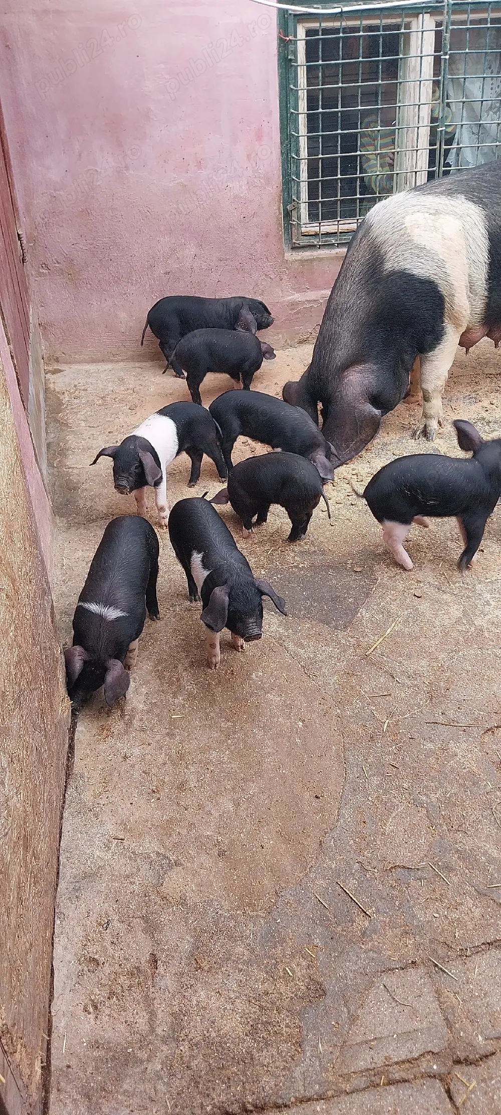 animale din goslpodarie