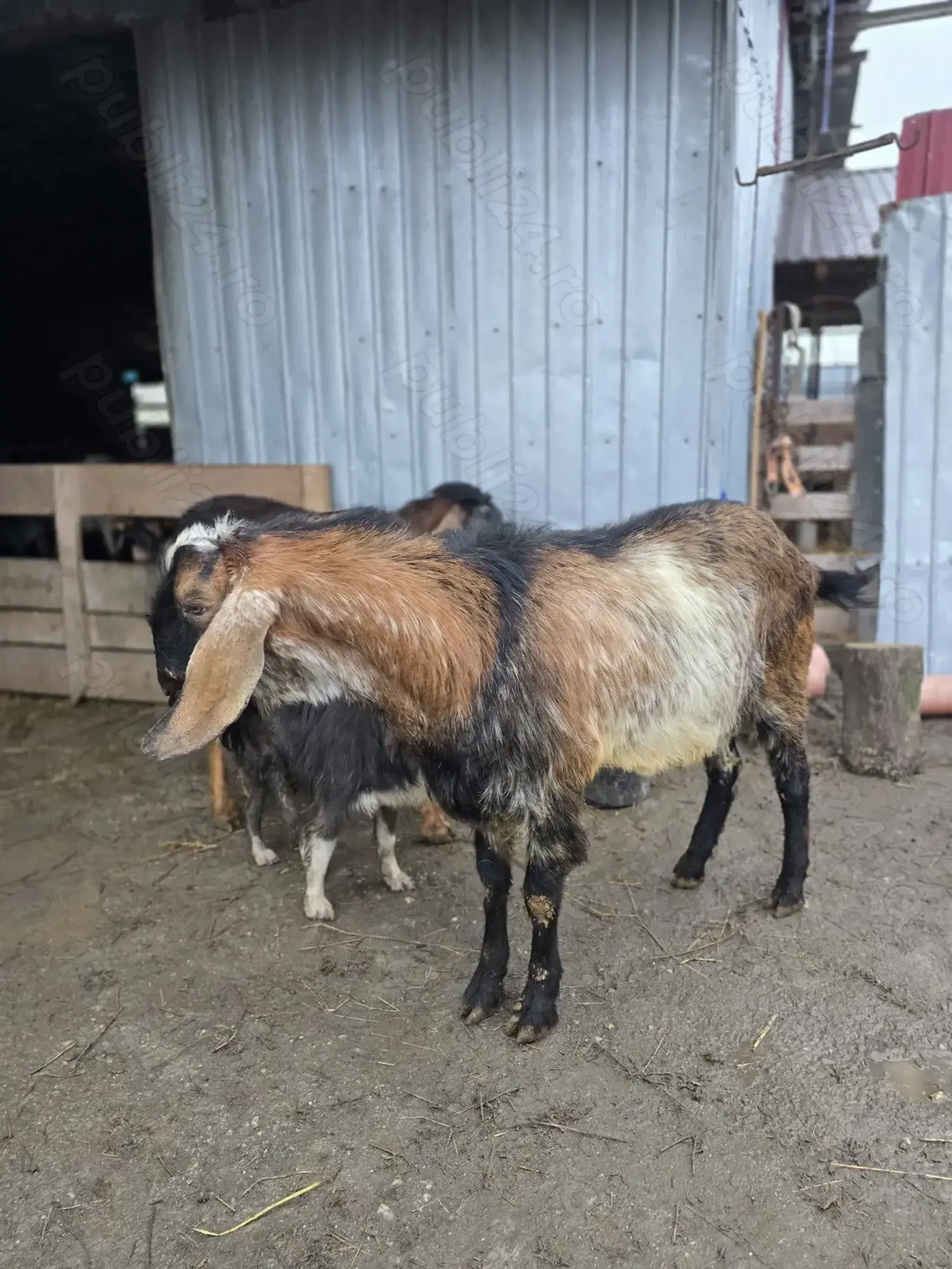 Vand sau schimb tap anglo-nubian