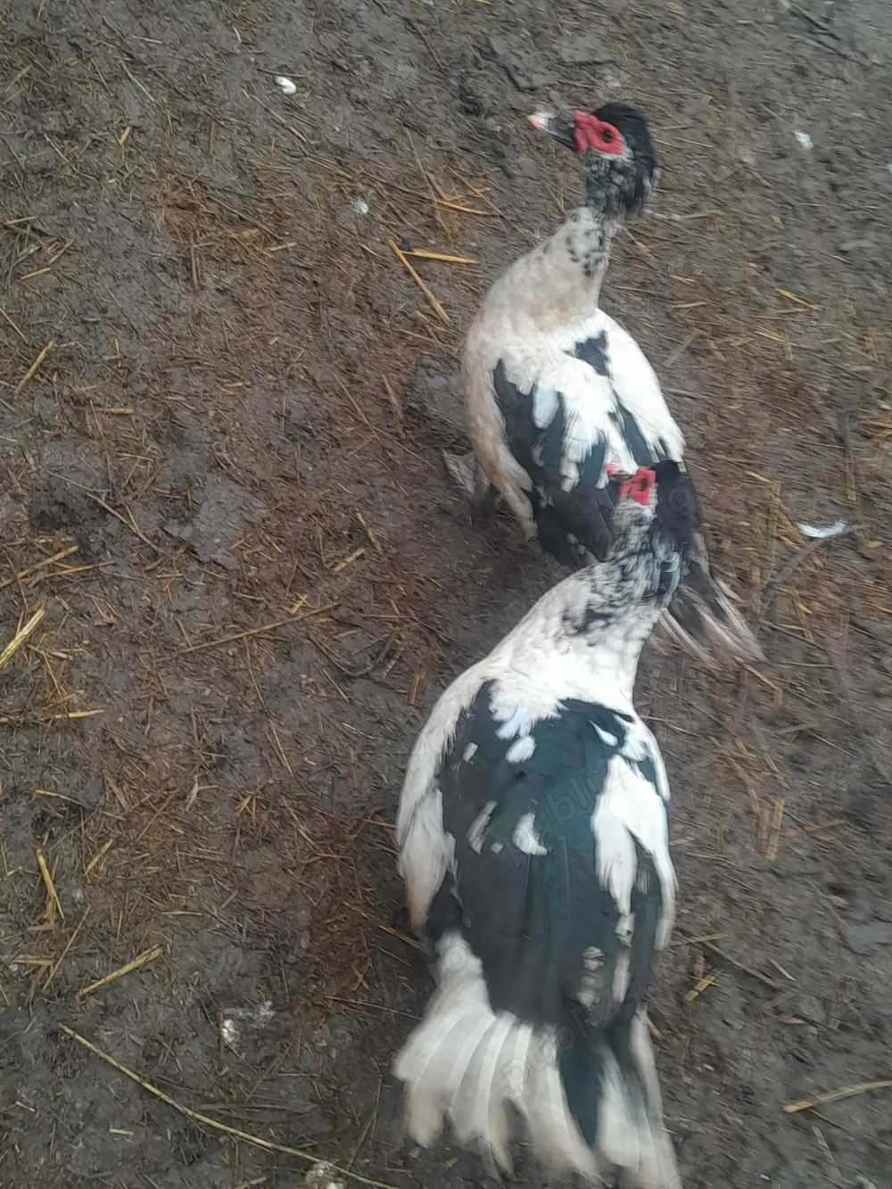 vănd rățoi muți lăsesti  hibrizi