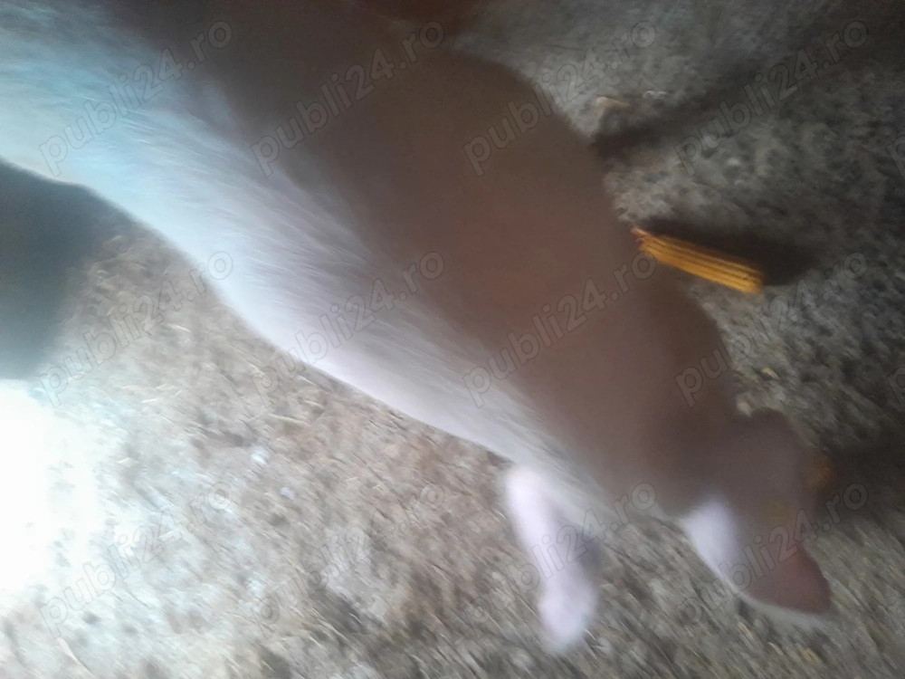 Porc de   100 120 kg  