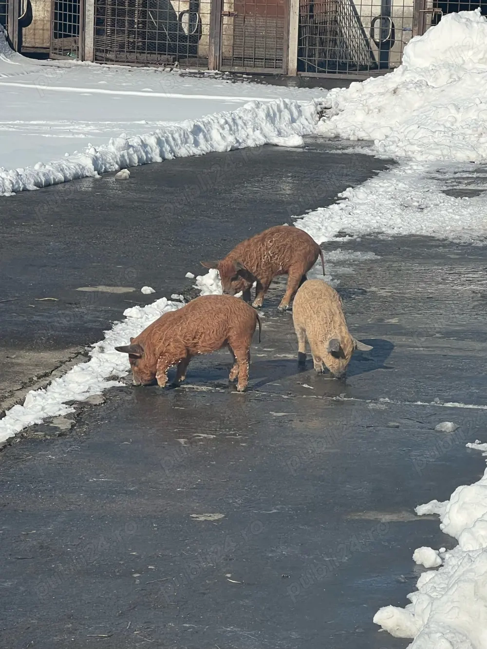 Vand purcei Mangalita!