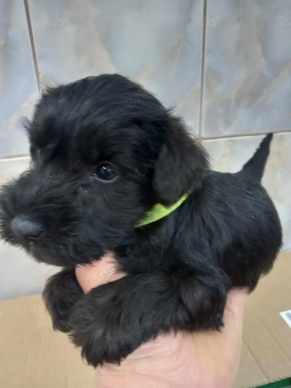 Shnauzer pitic negru 