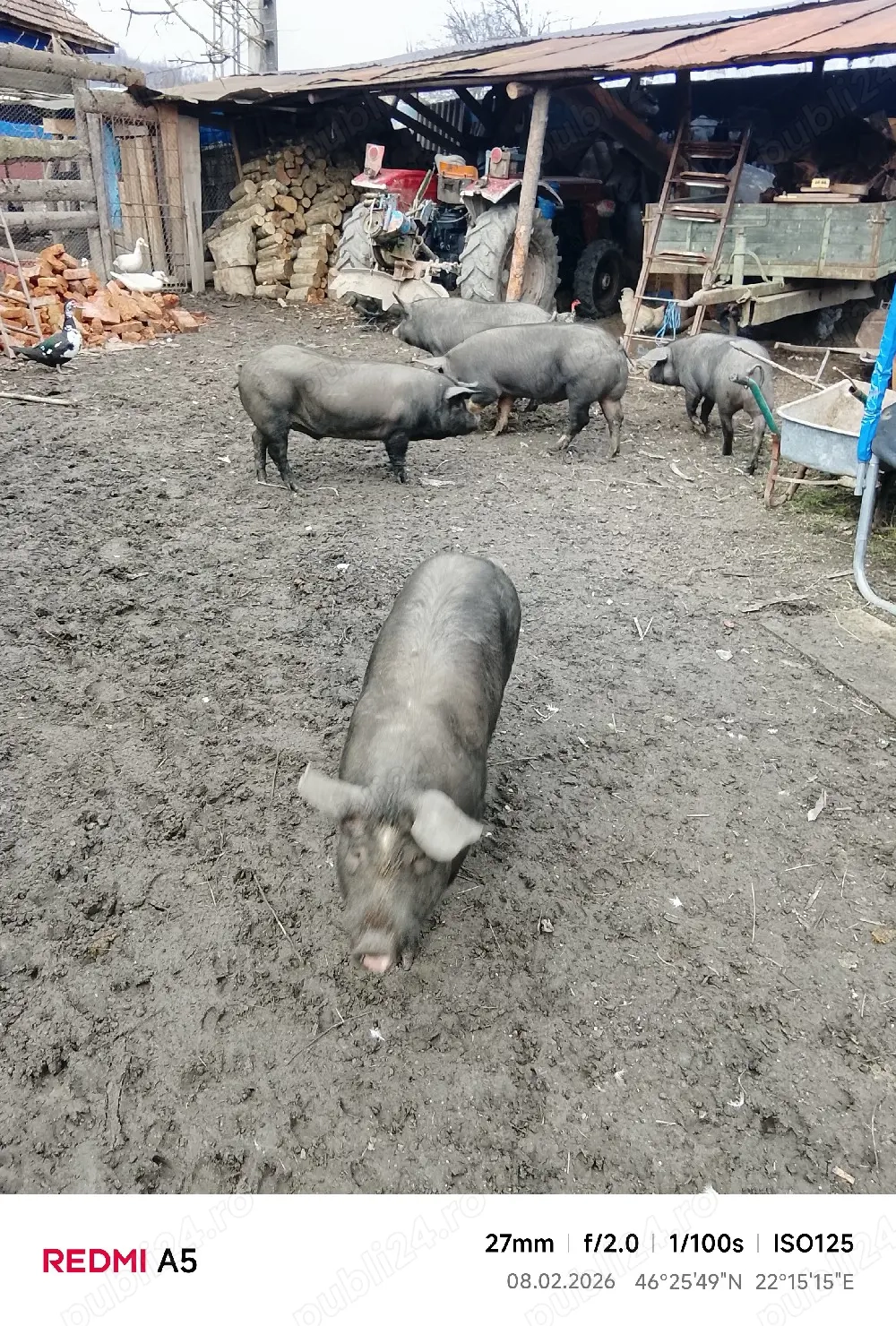 vand grasuni frumosi