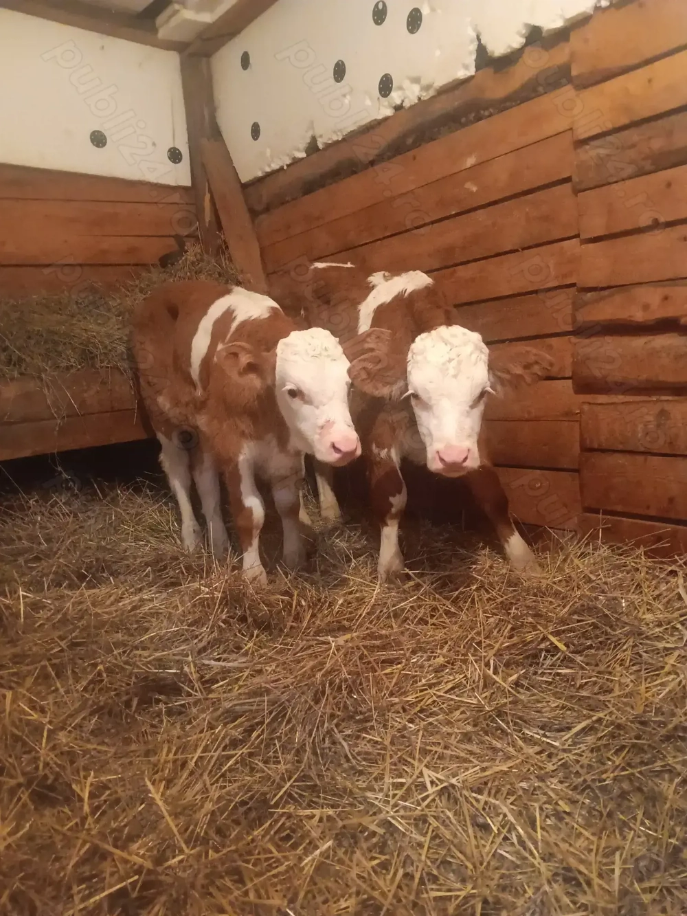 Vând 2 taurasi baltati romanesti 