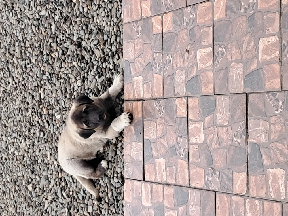 Vând Kangal catelusa foarte frumoasă din parinti foarte bunii,[pentru pretențioși]