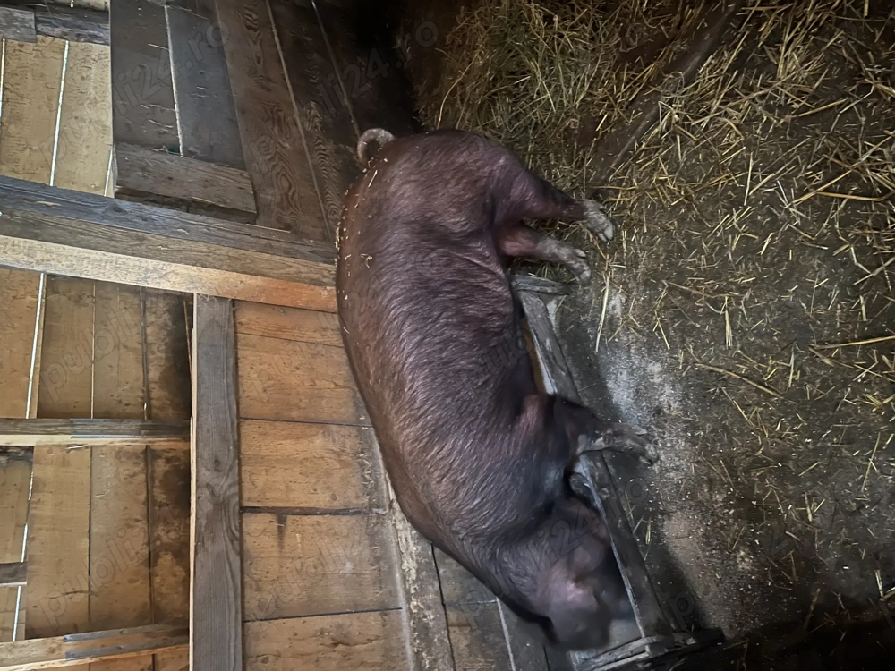 Scrofita pentru reproducere Duroc