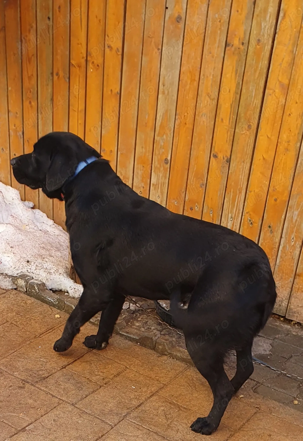 Labrador negru varsta 2 ani , jucaus si foarte prietenos 