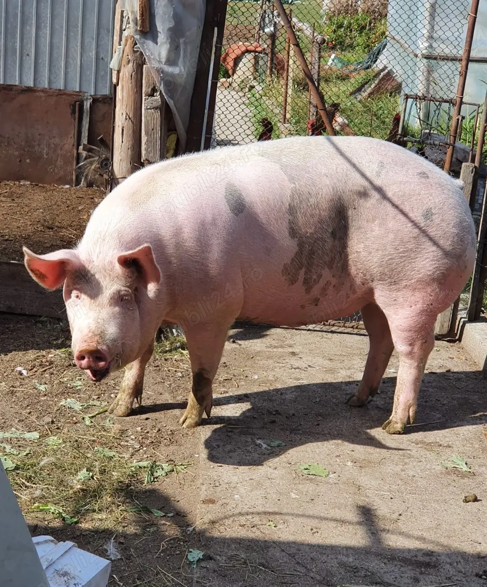 Porc de vanzare 150kg crescut Bio