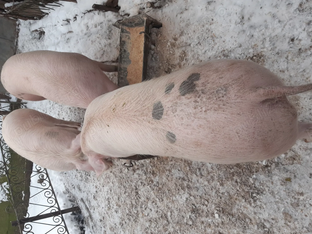 Porci de vanzare Fratostita.