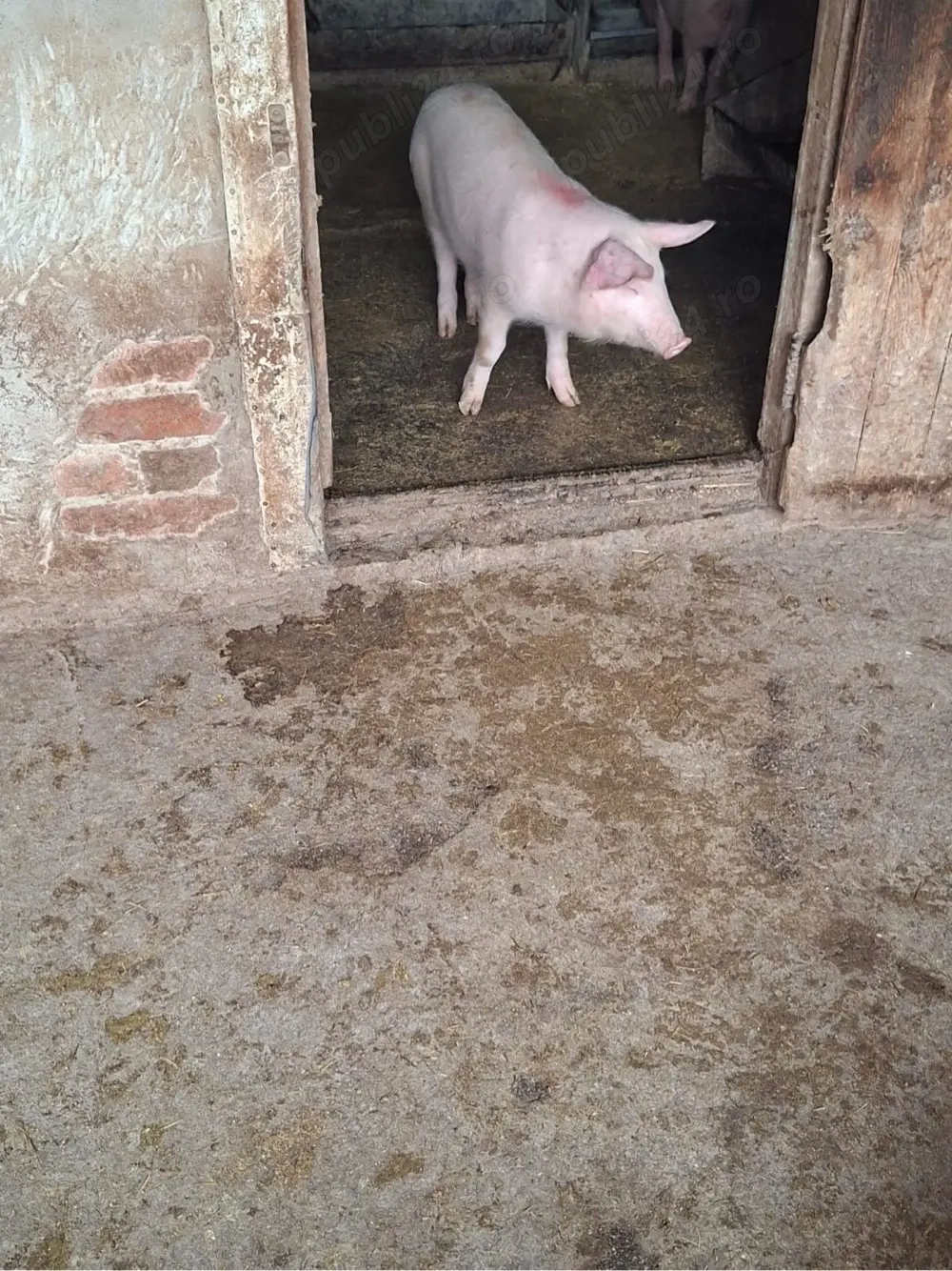 Vînd scrofiță Marele Alb