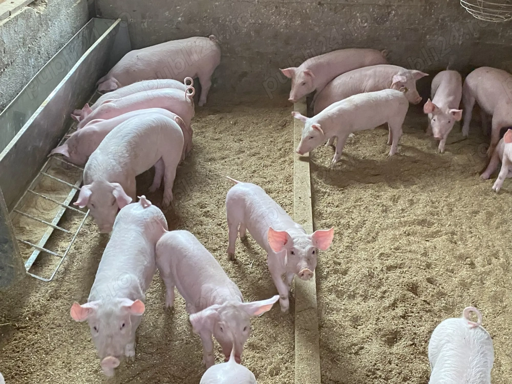 Purcei super disponibili 