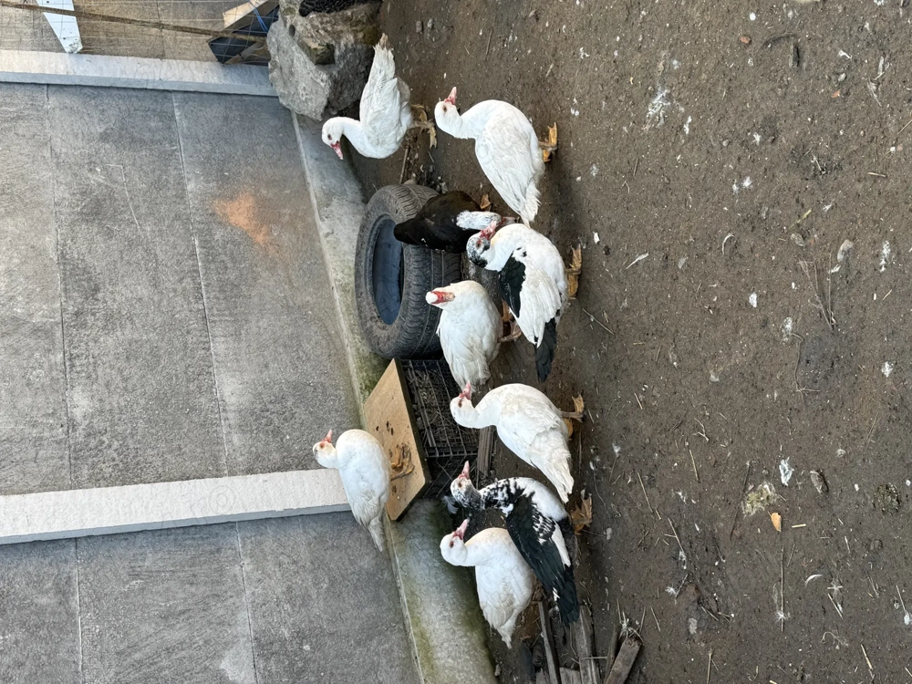 Vând Rațe mute tinere