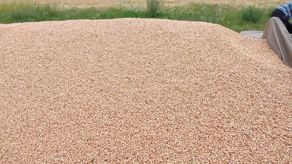 Vând grâu recolta iulie august 2025