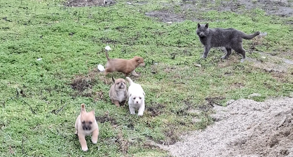 Căței talie mica donație 