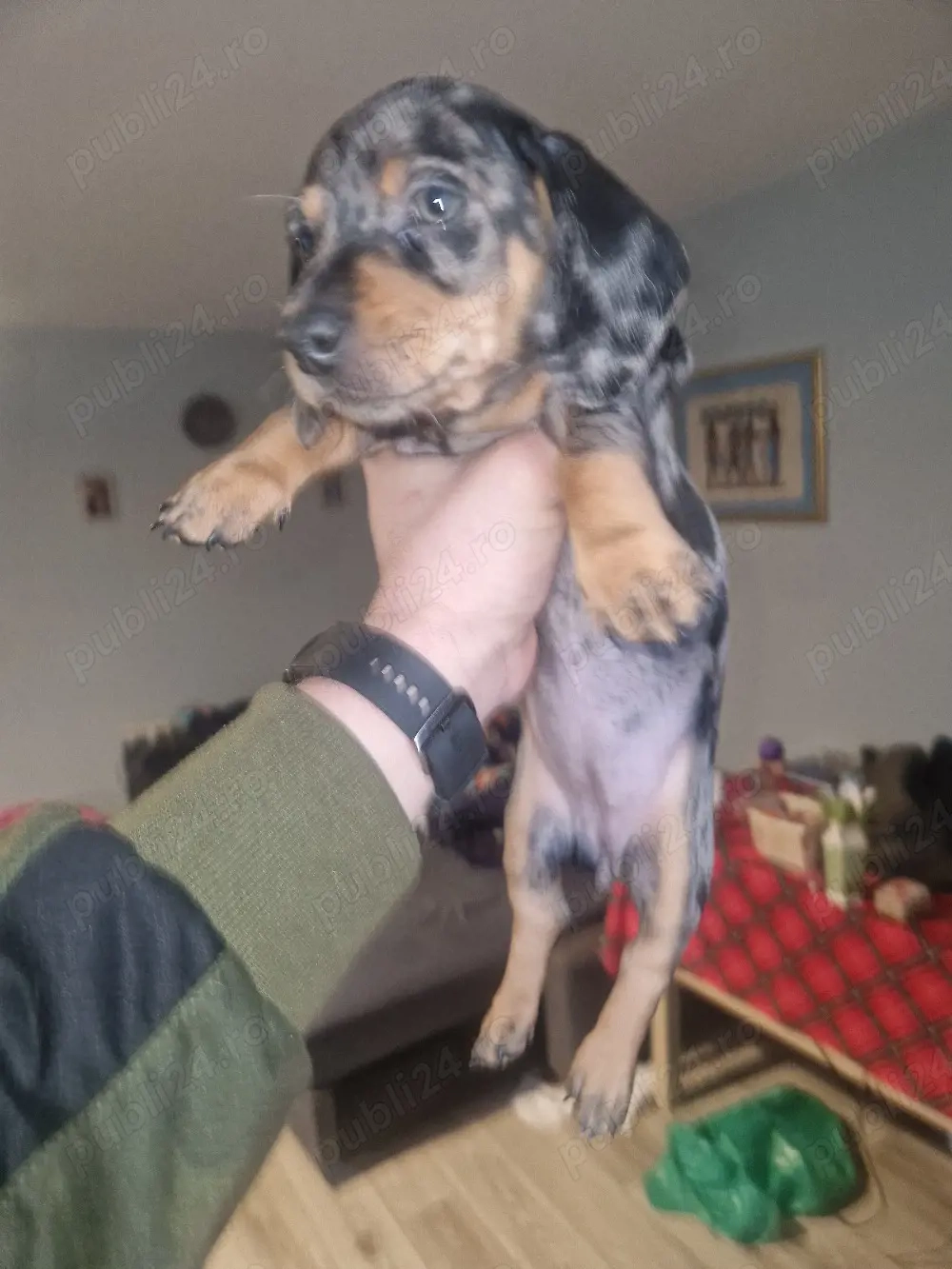  Ultima cățelușă Teckel   mică, curajoasă și pregătită de iubire 