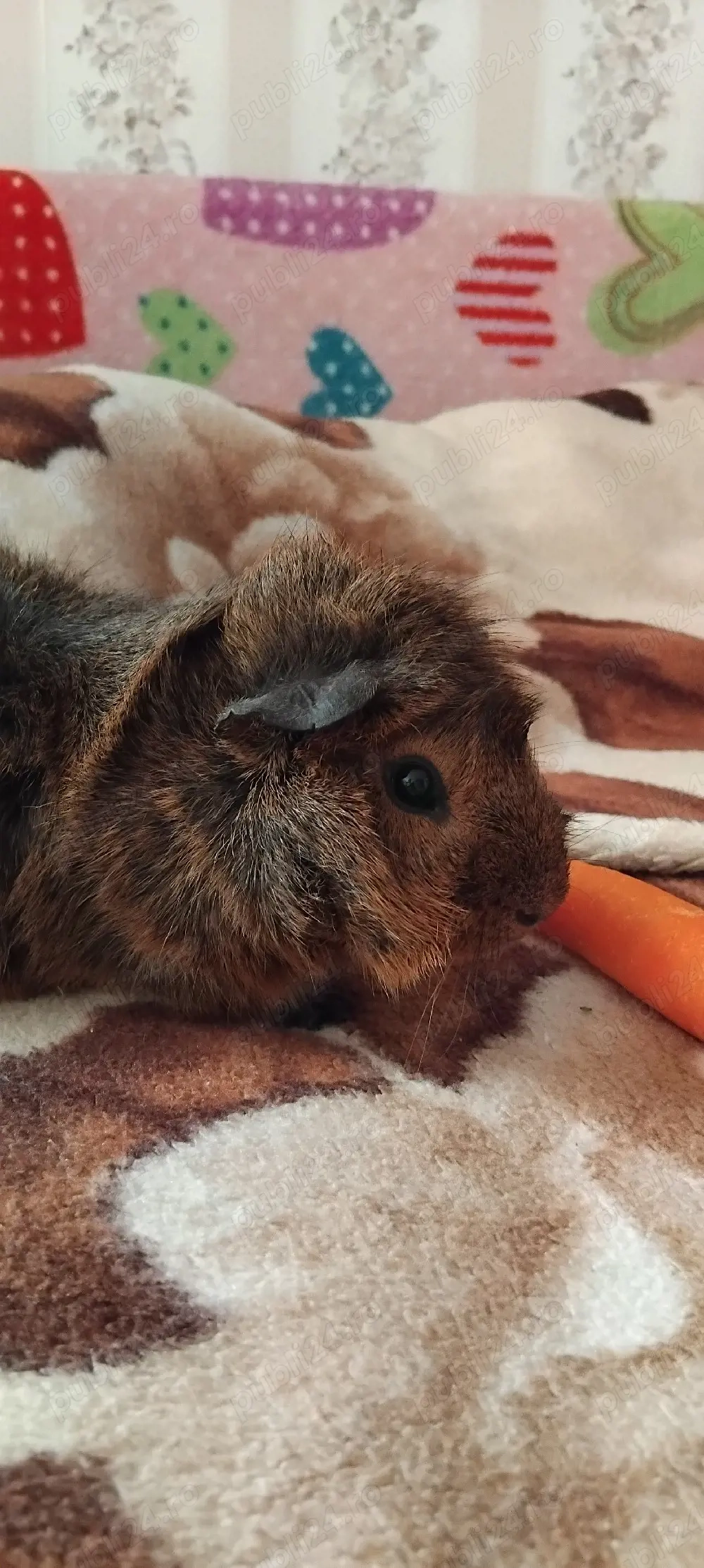 Schimb porcușor de guineea 