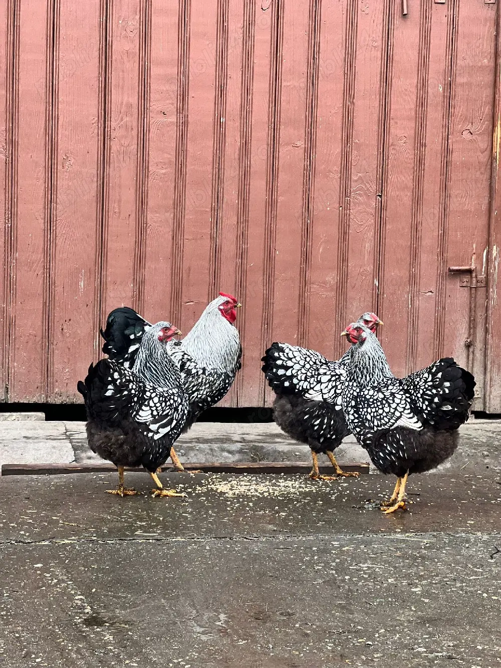 vand familie wyandotte argintiu 