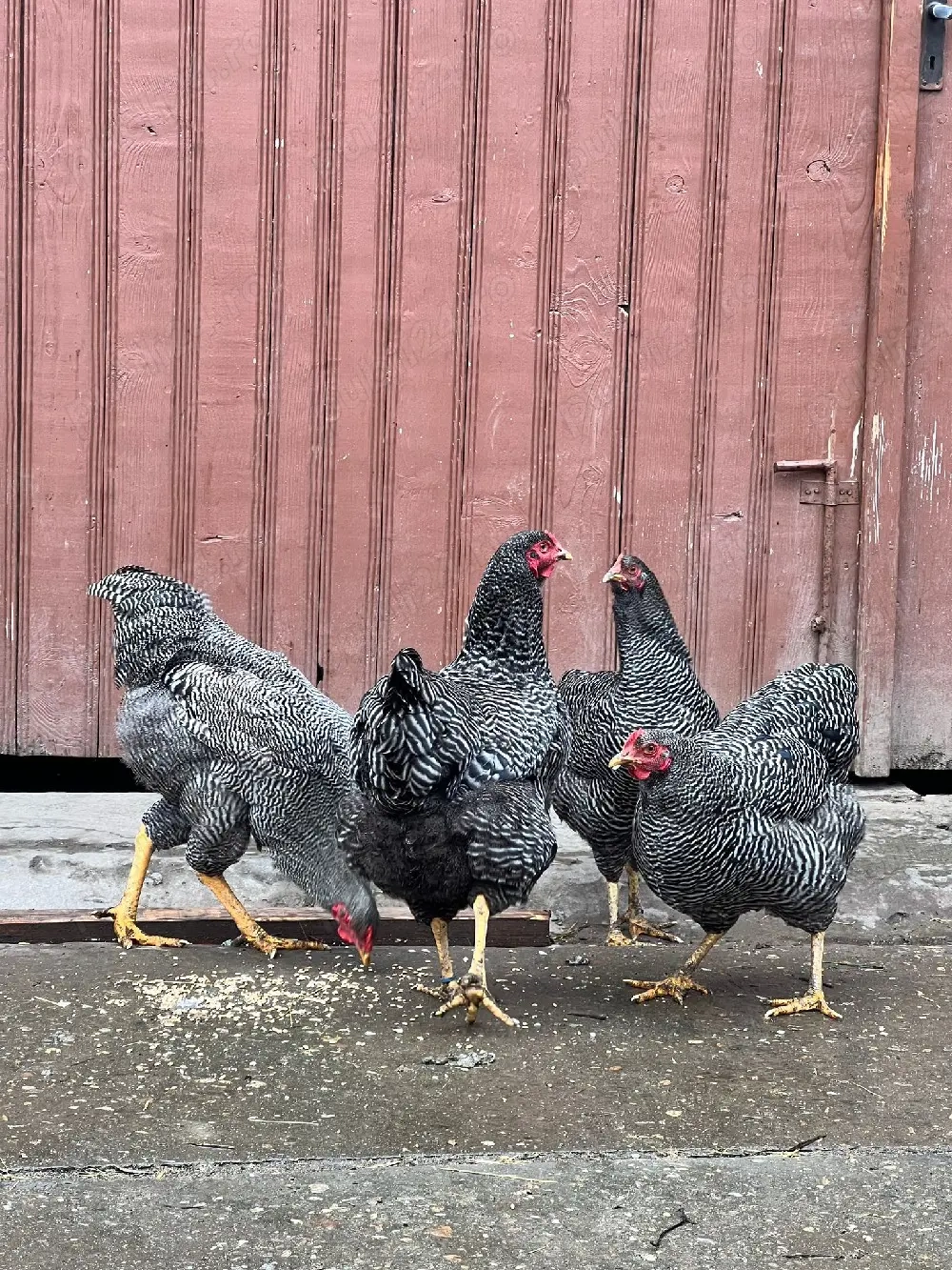 vand familie plymouth rock