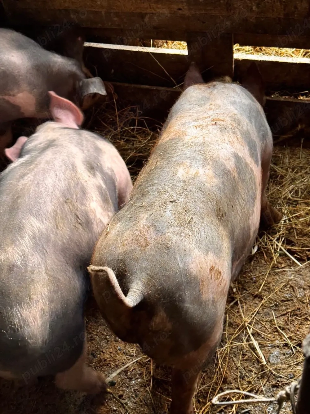 purcei pietrain de vanzare