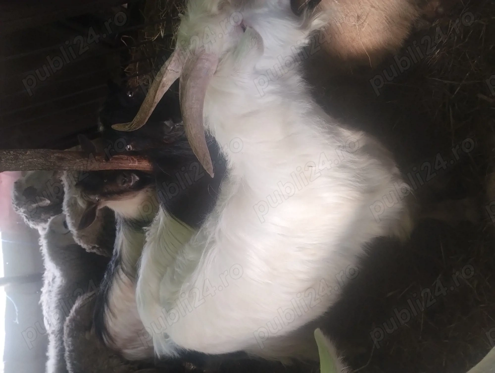 Vând 3 țapi 300 lei bucata 