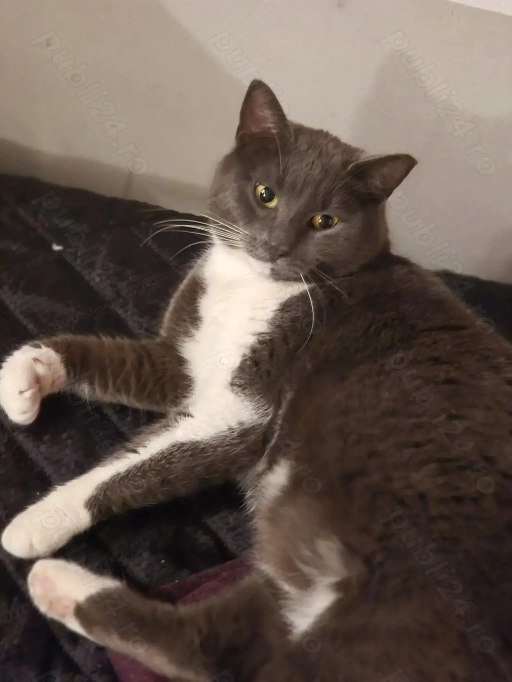 Pisicuțâ pentru adopție responsabilâ