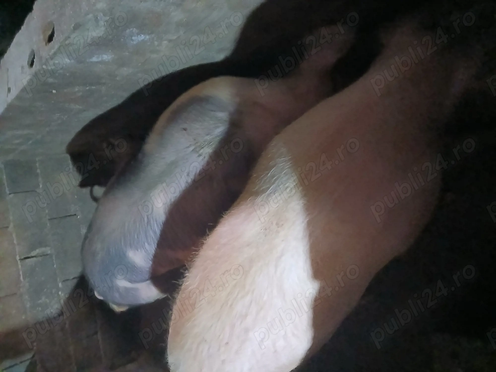 Vând porci de carne de casa