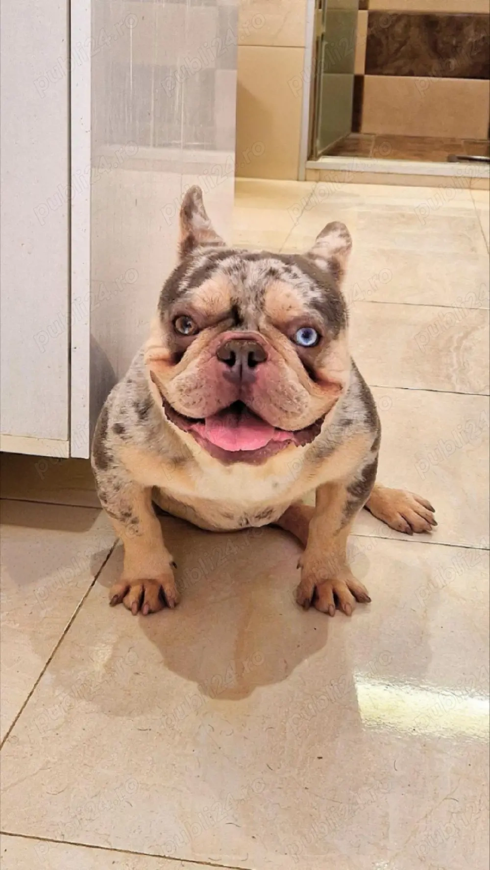 Mascul disponibil bulldog francez