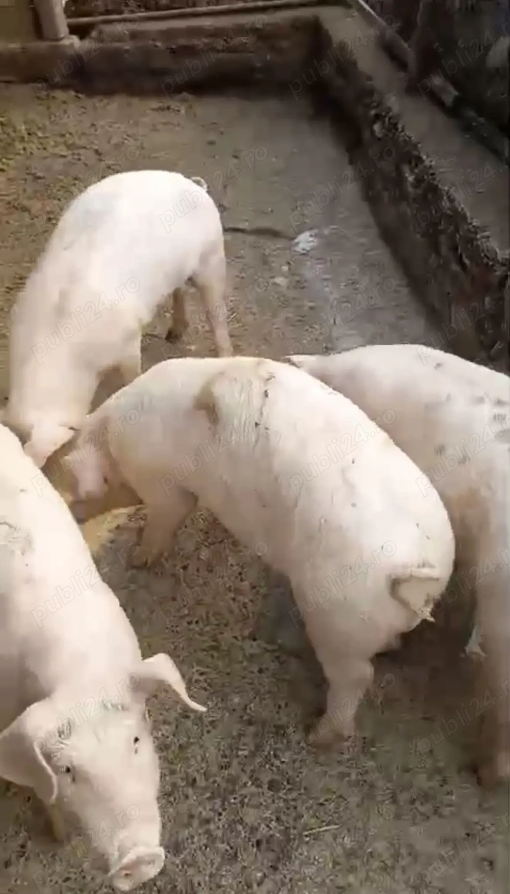 Vând 5 grăsuni, preț 550 lei 