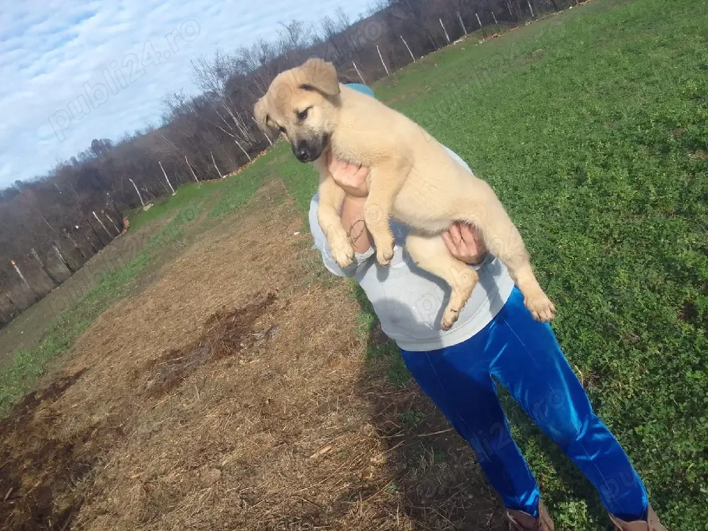 ciobanesc german si kangal