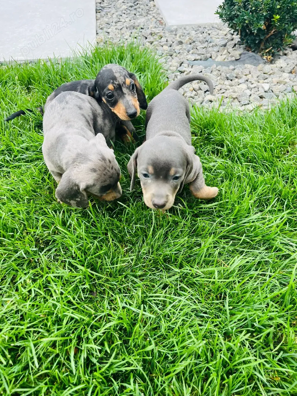 Teckel blue si iszabel disponibil,!!!