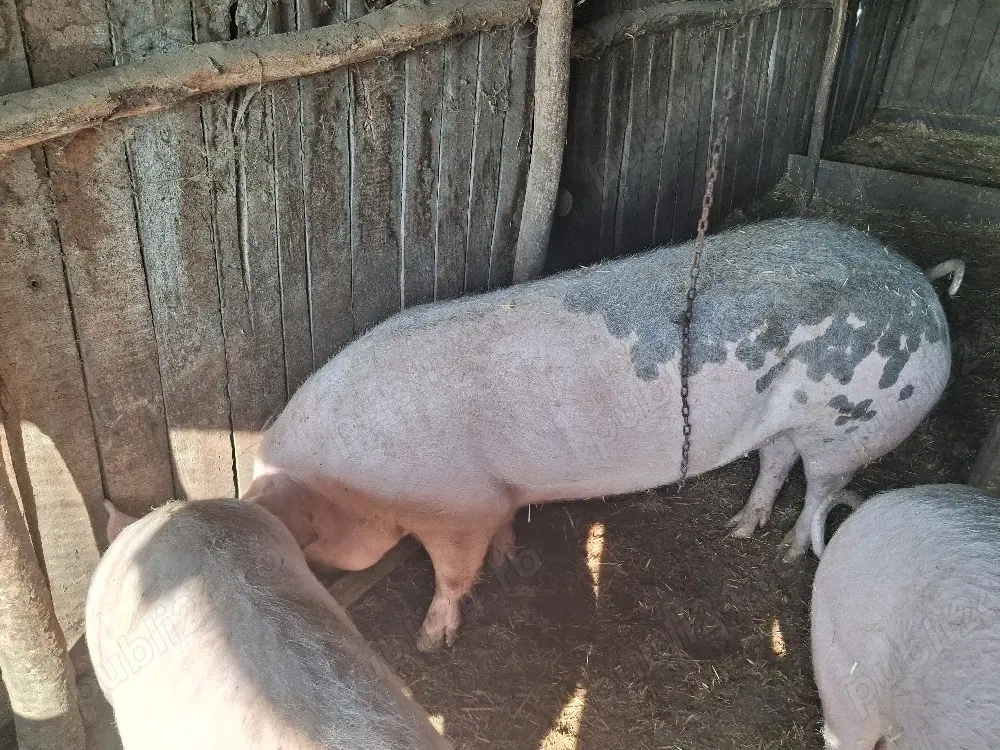 Porc de vanzare 