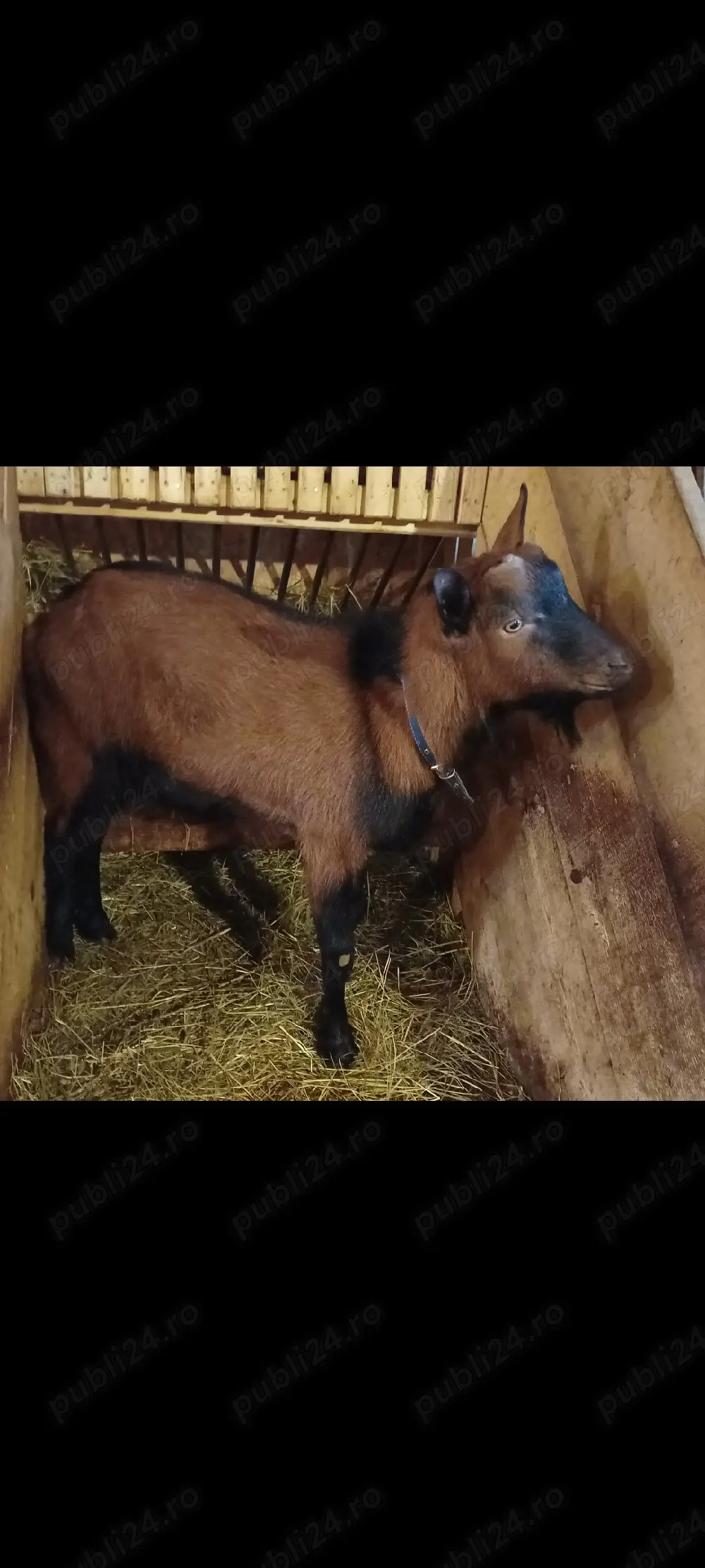 Doua xapre gestante si un tal