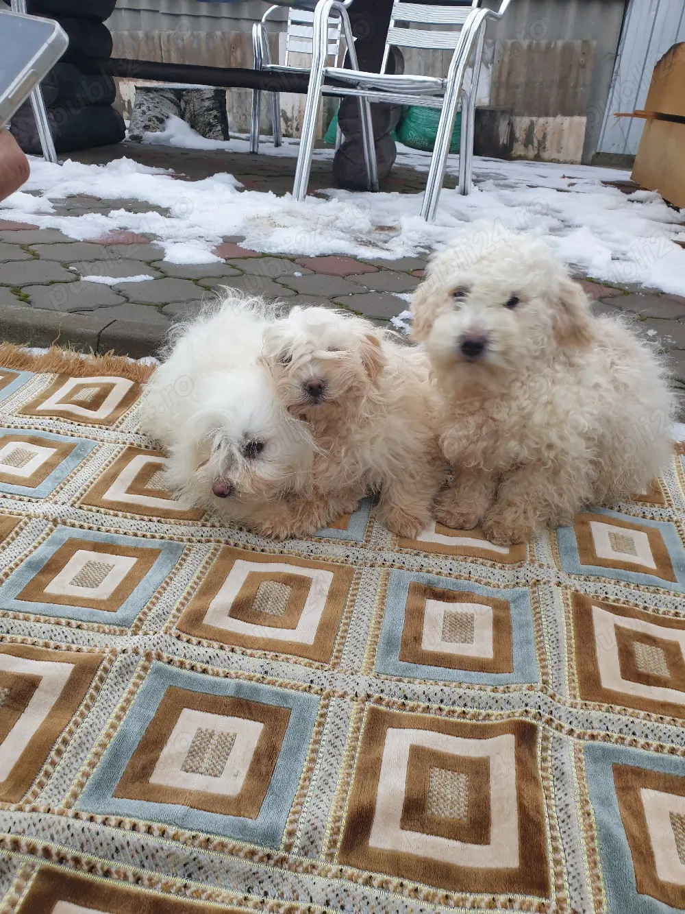 2 Bichon    Frise
