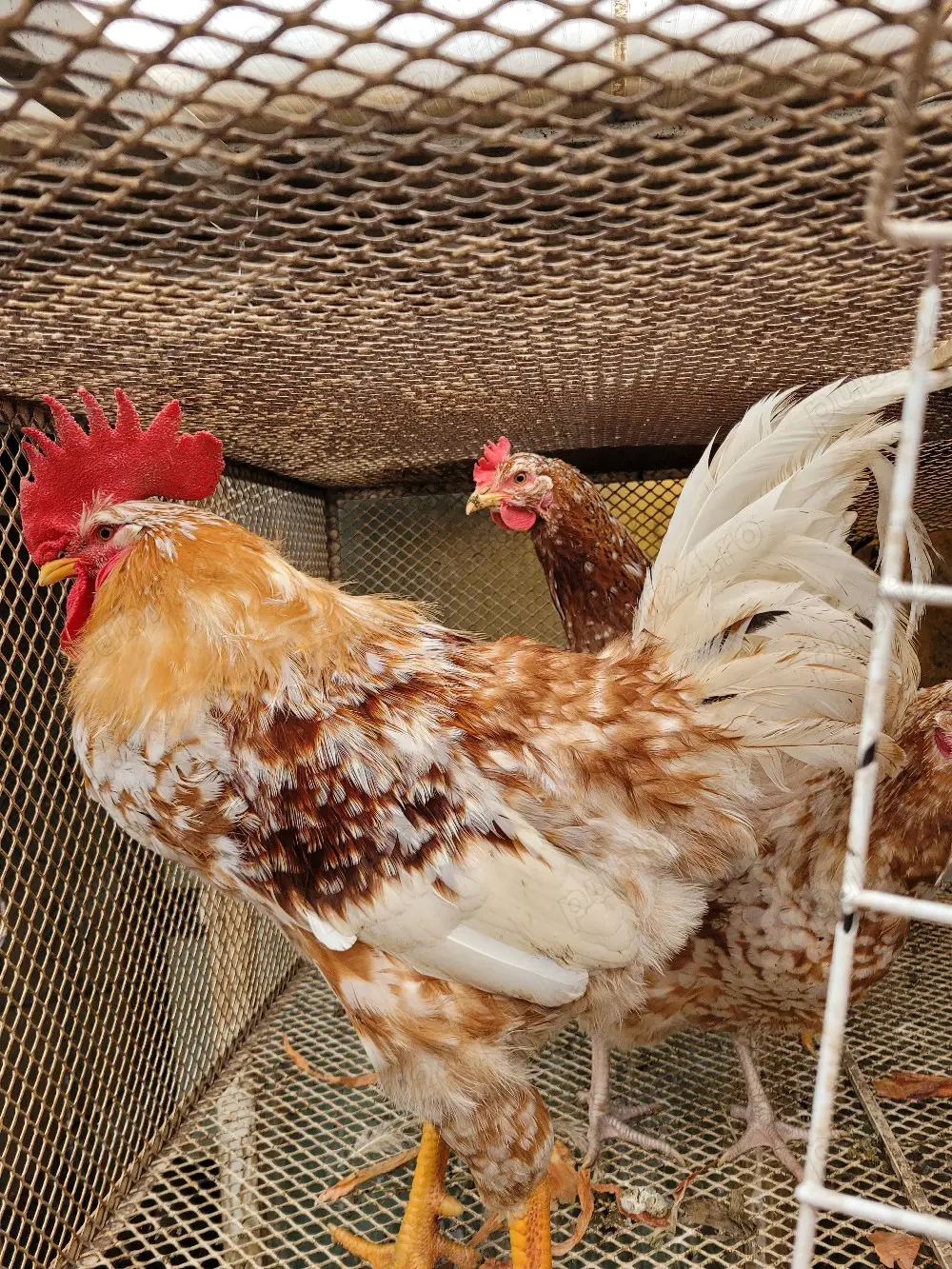 Vand oua  incubat Pita Pinta Roxa