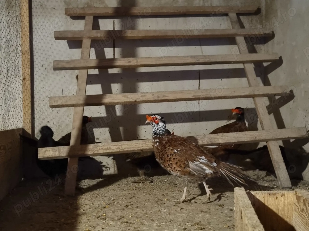 3 perechi fazani tenebros si metis comun schimb cu curci