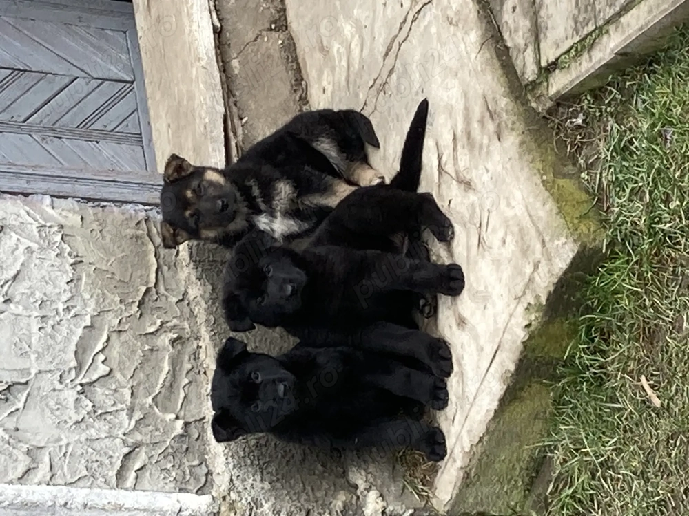 Căței ciobănesc german 