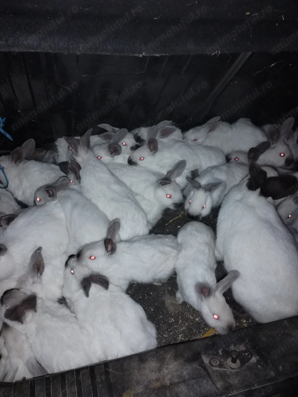 Iepurasi californiei