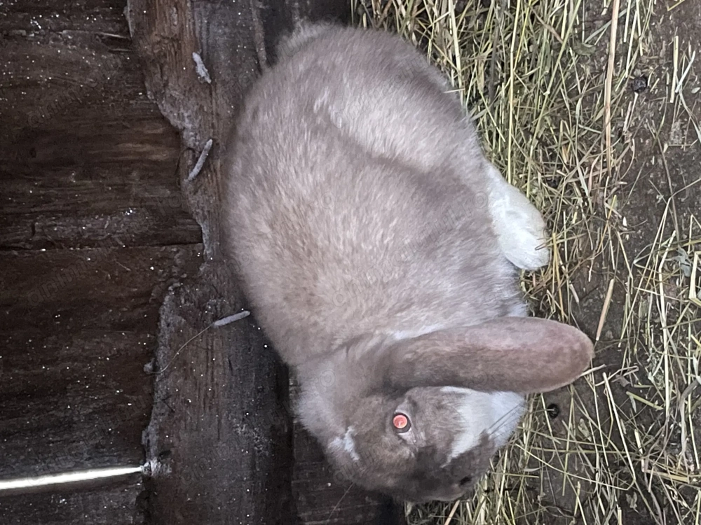 Vând 2 iepuroi berbec german și o pereche țărănești 