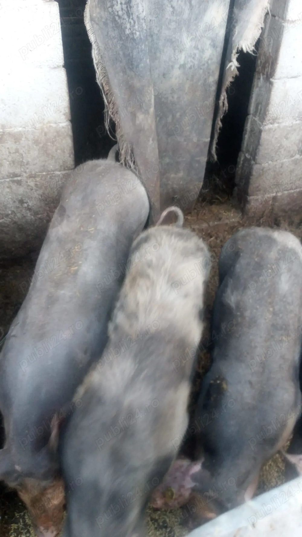 Grăsunei de vânzare 