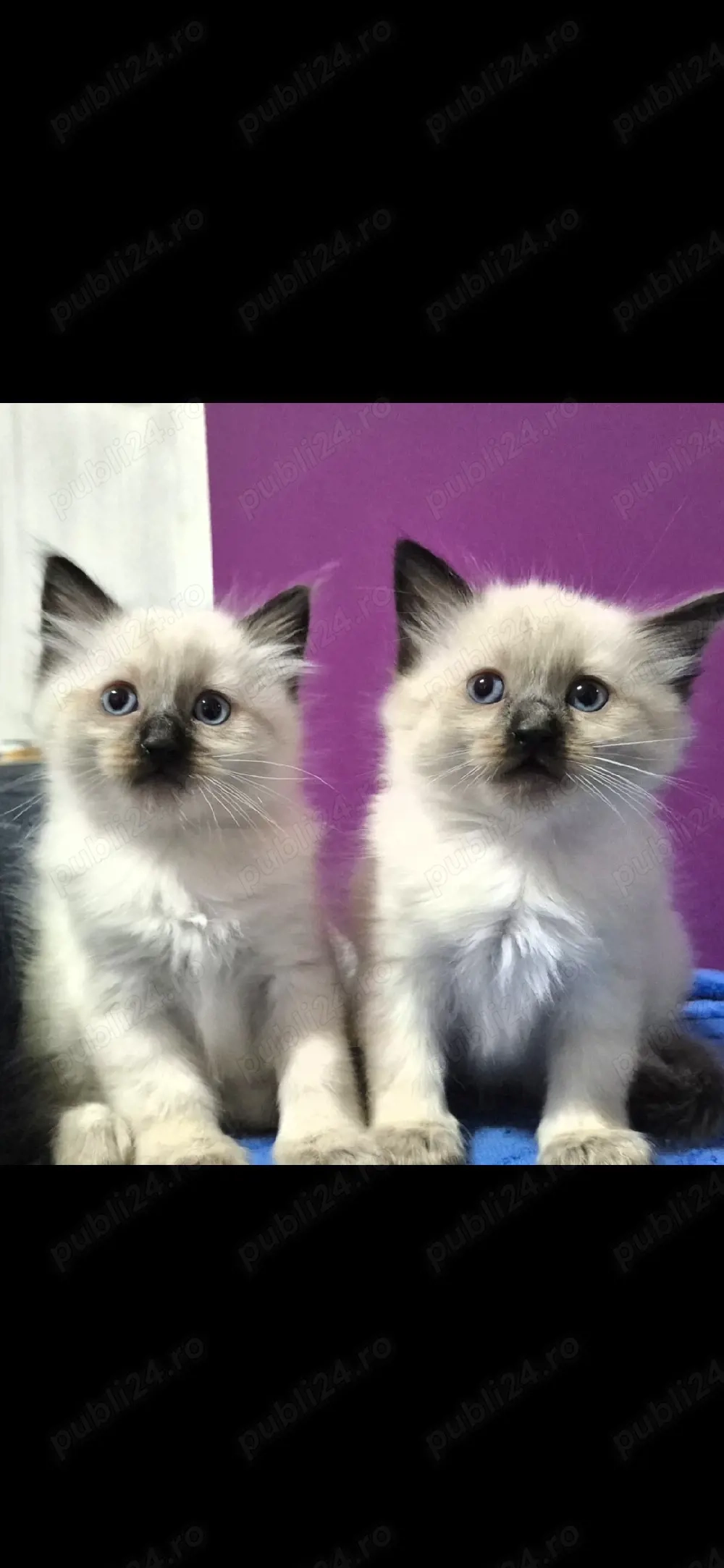 birmaneze  birmanez  pui cu ochi albastri poze reale