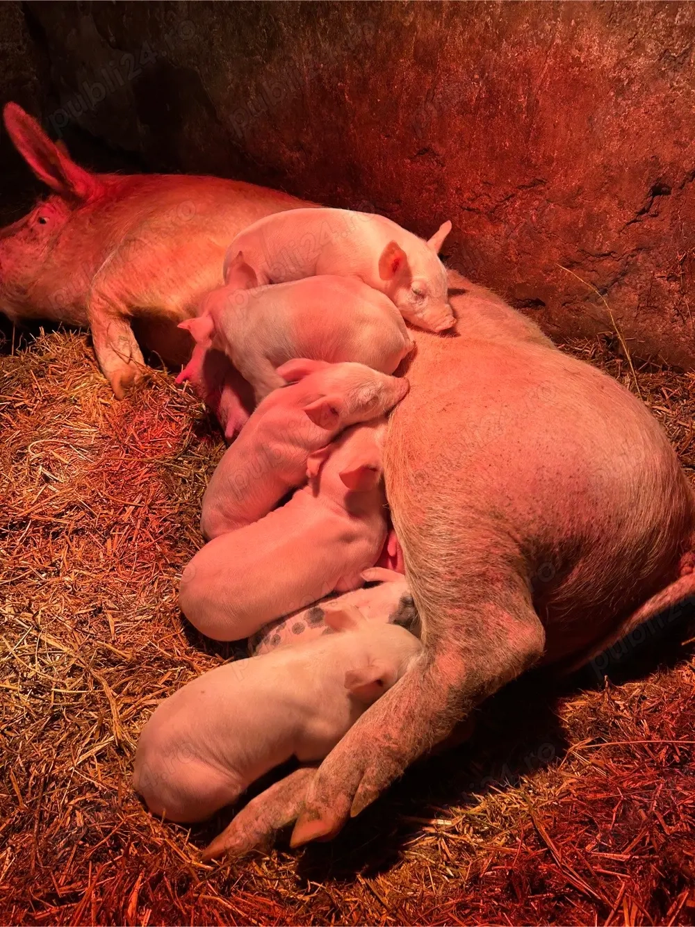 purcei landras de vanzare peste 2 saptamani