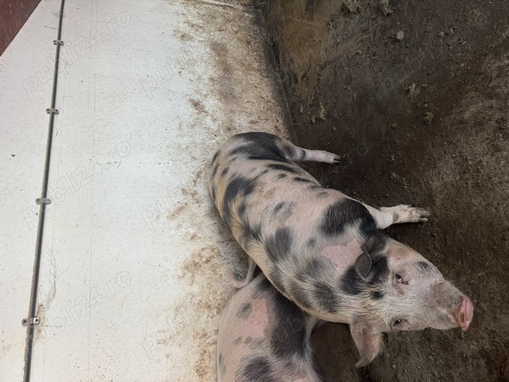 Vand porci rasa de carne!