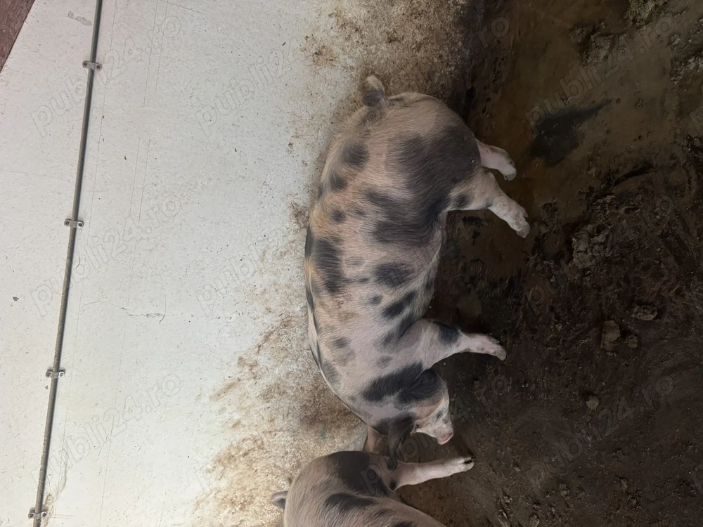 Vand porc rasa de carne!