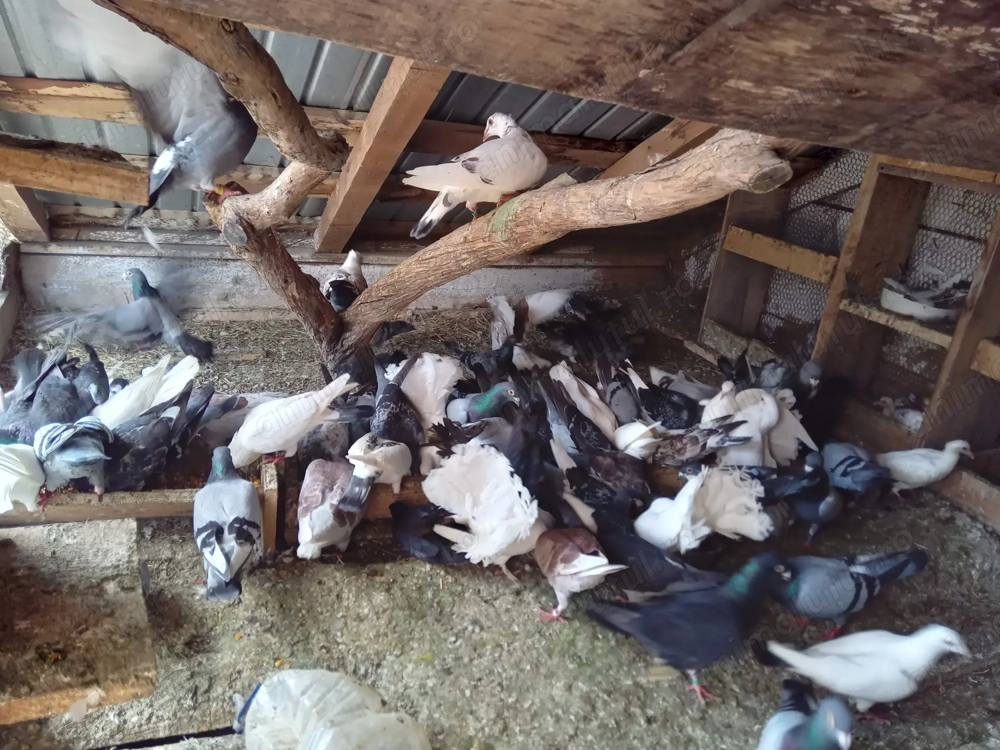 Porumbei de vanzare tot lotul