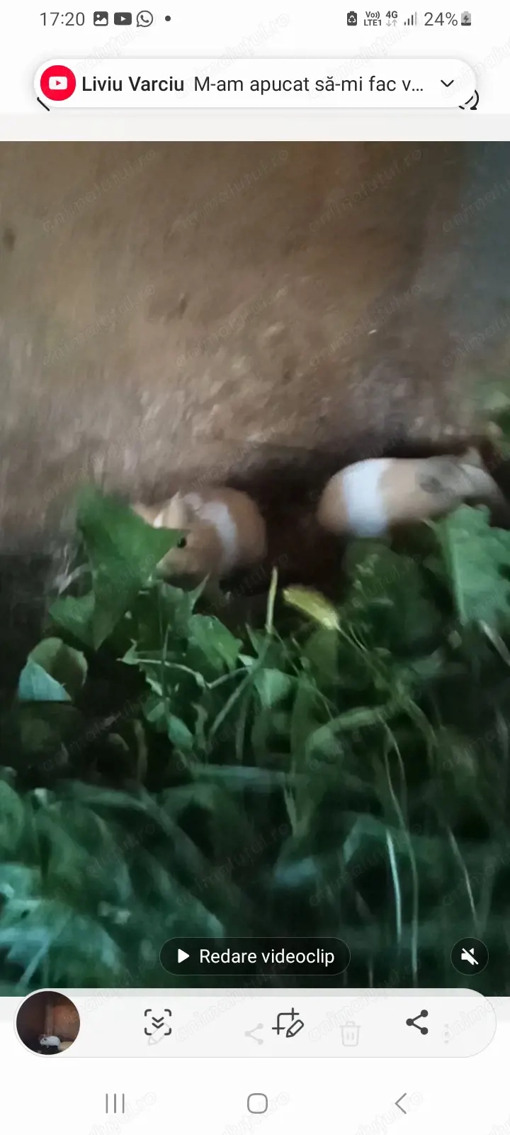 Porcusori de guineea de vanzare