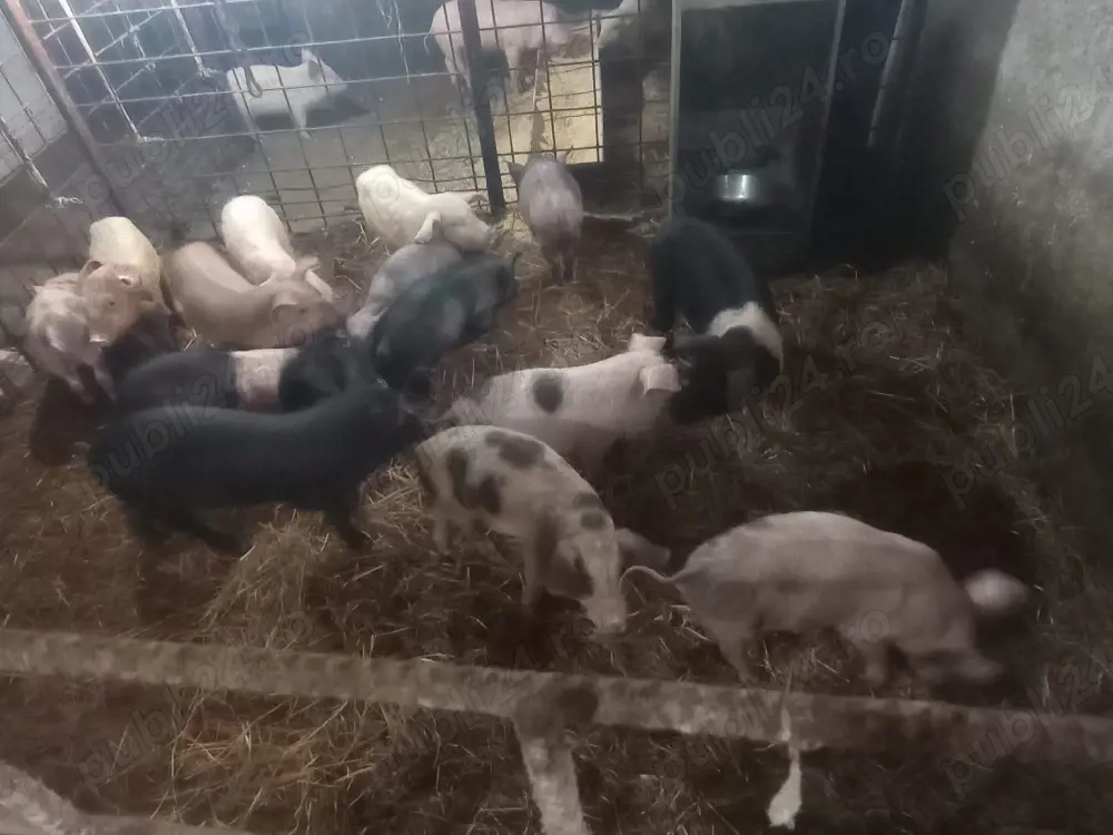 purcei și șoldani trecuți de 6 săptămâni 