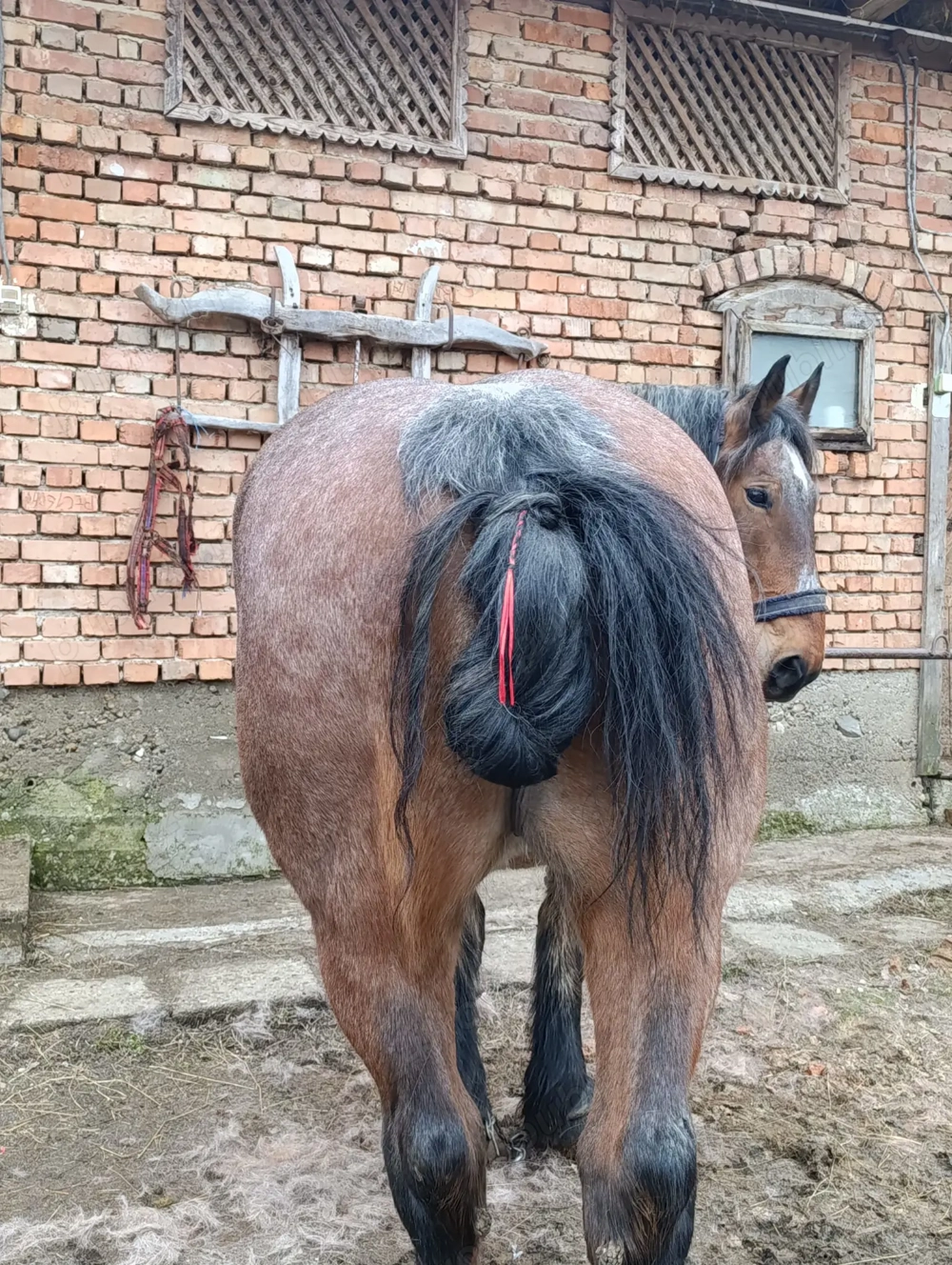 Iapa de vânzare garantată 